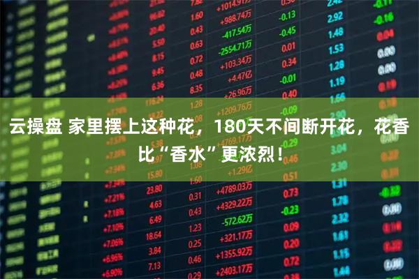 云操盘 家里摆上这种花，180天不间断开花，花香比“香水”更浓烈！